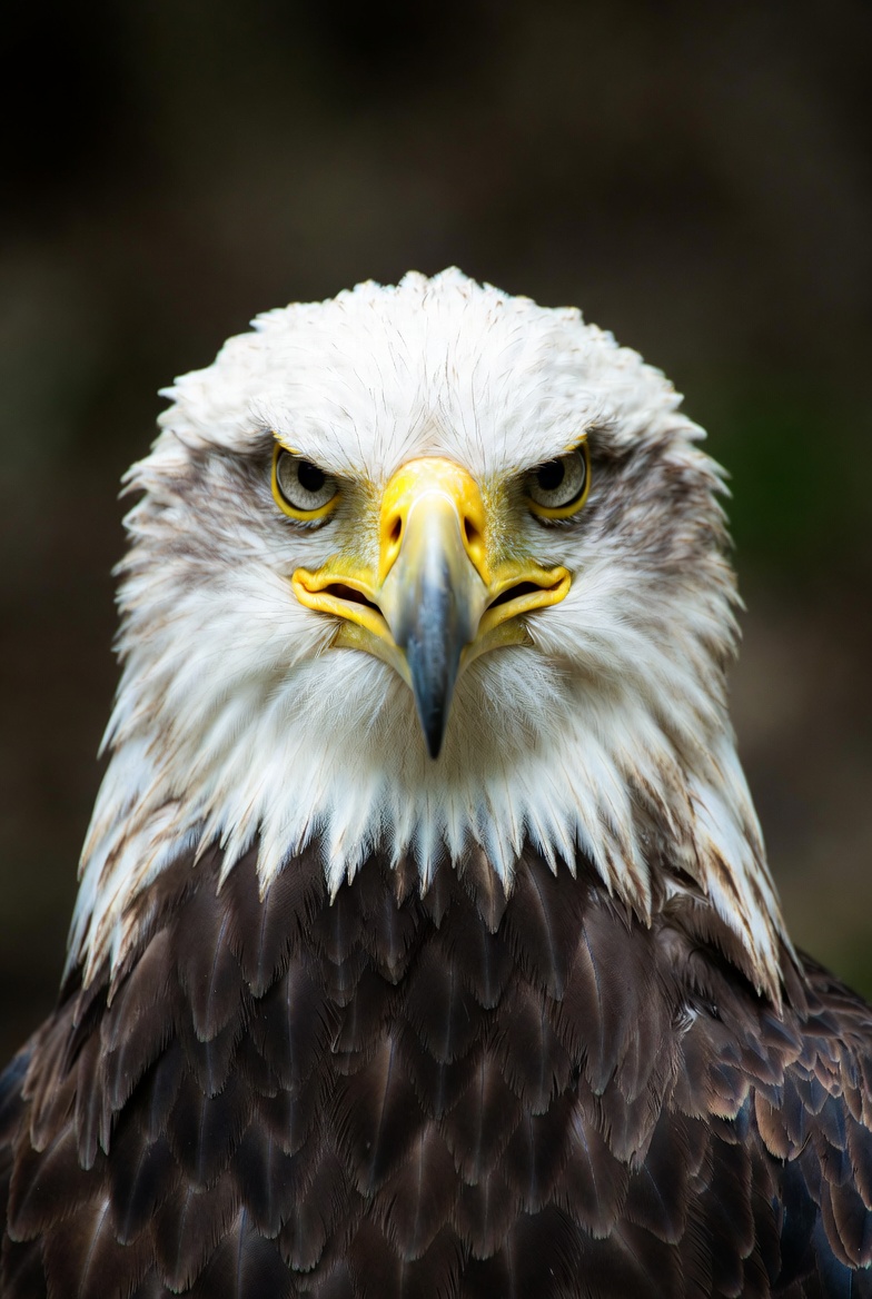 Empreendedor de Sucesso e A Filosofia que Transformou a América